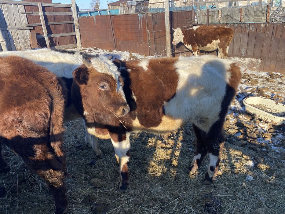 Продам КРС бычки, телки, лошадь