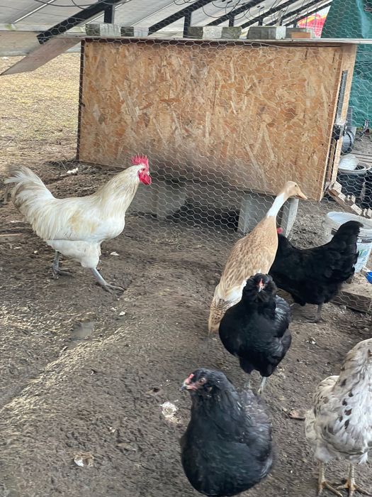 Cocos Australorp Alb de 11 luni