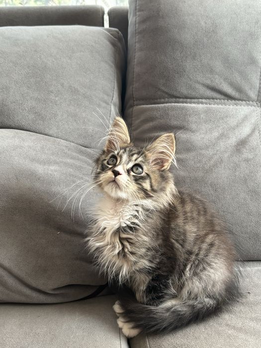 Котенок мейн-кун
