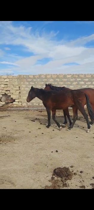 Құнанжынбайтал ….