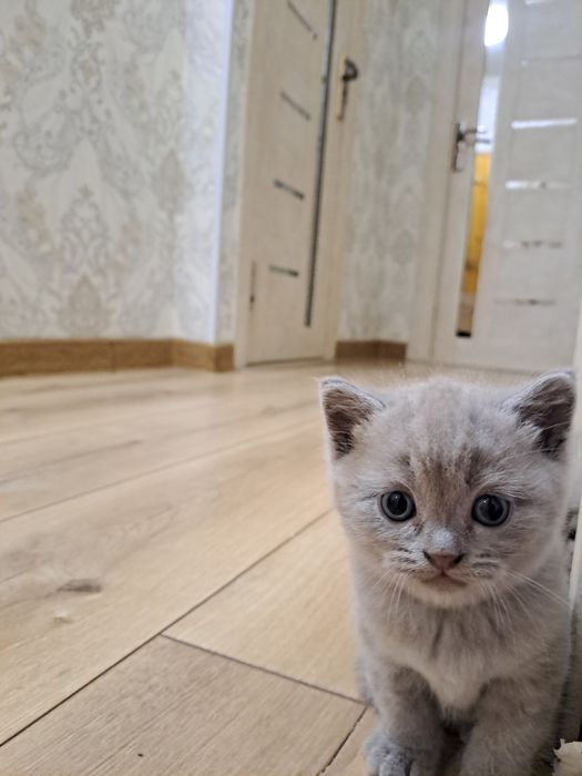Красивые котята в добрые руки