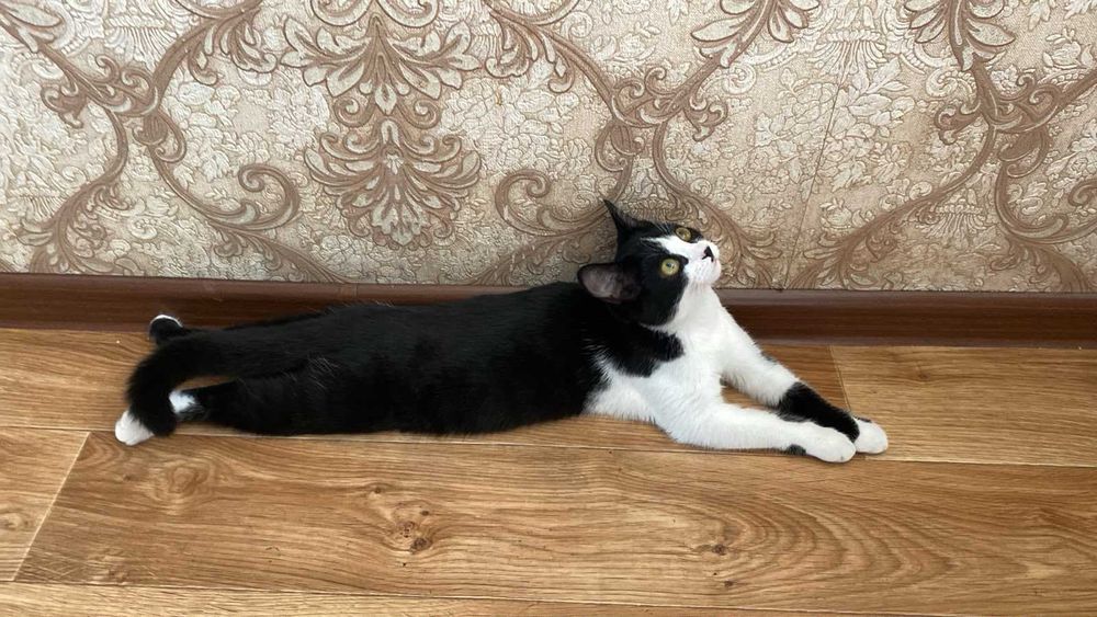 Отдам котенка в хорошие руки