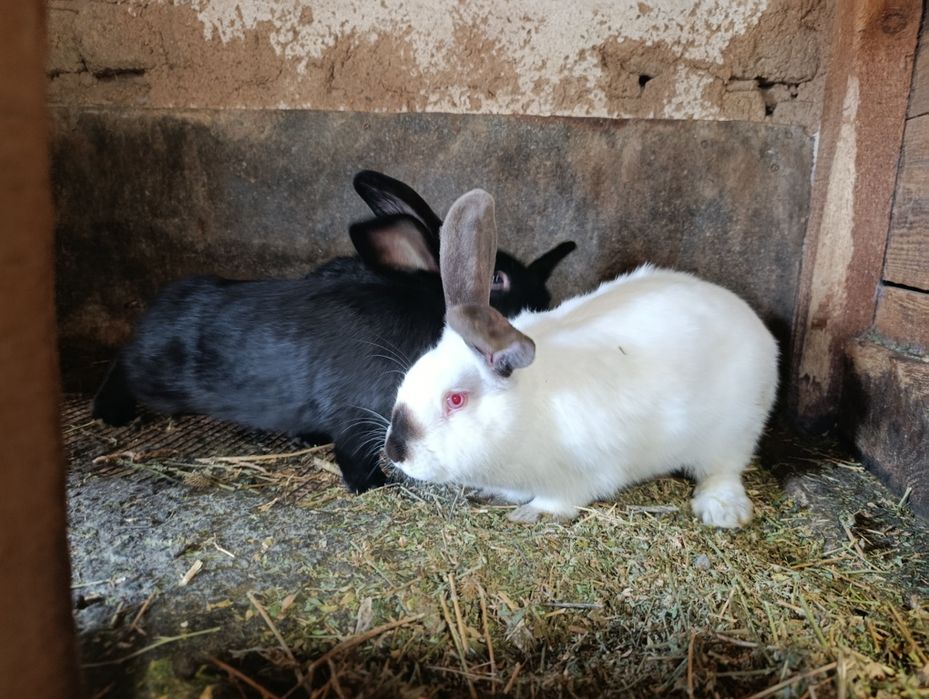 Продавам зайци  отбити на 16.02