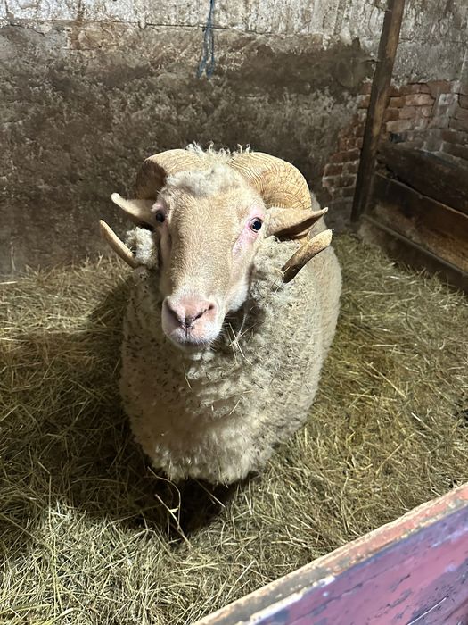 Vanzare berbec 3 ani