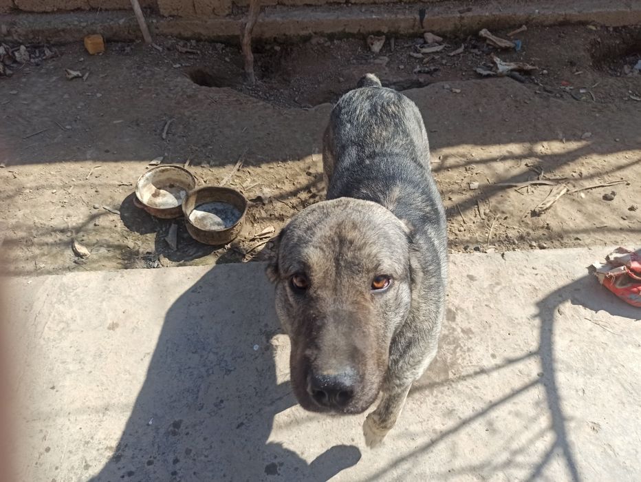 Продам собак кангала и чопонит