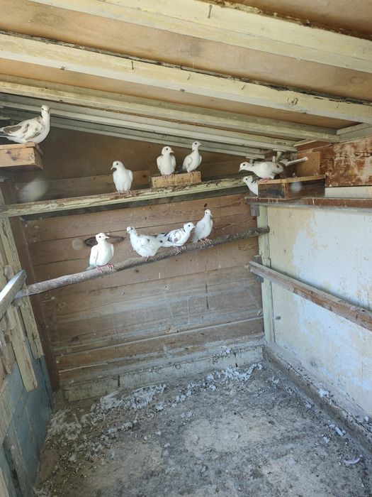 Скумрийки от миналата година