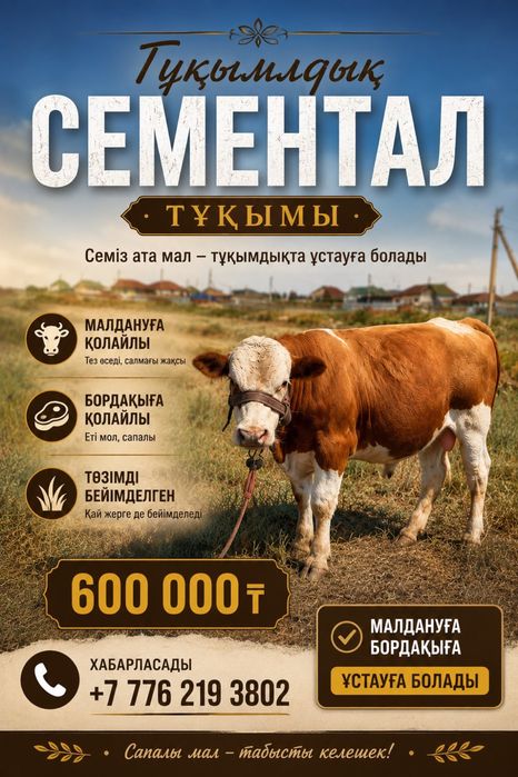 Семментал тұқымды ата мал сатылады