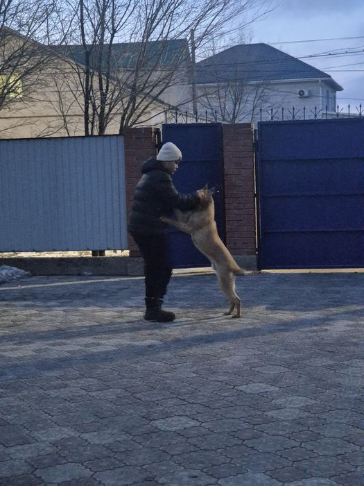 Беспоатно белгийская овчарка