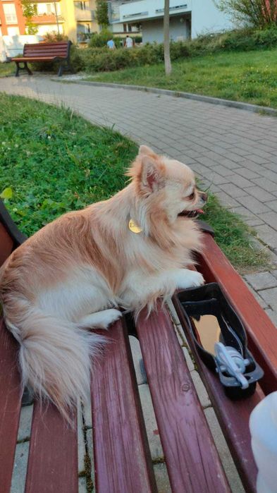 Вязка мальчика чихуахуа