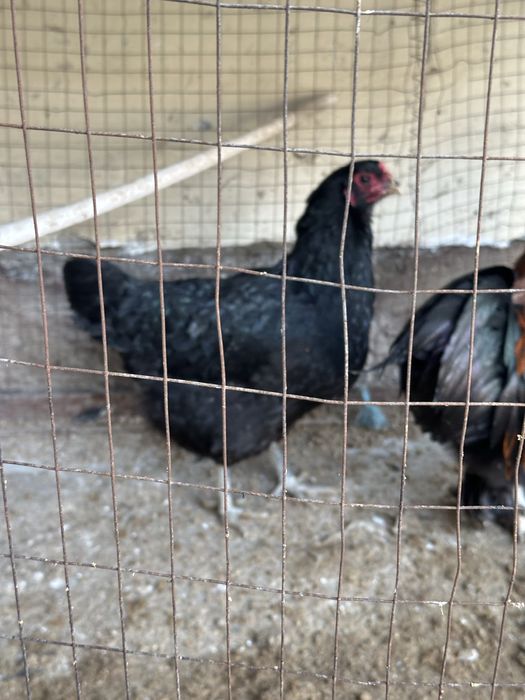 Qora tovuq va xoroz sotiladi