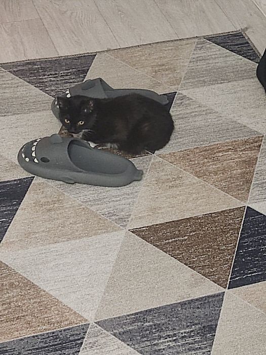 ПОТЕРЯЛАСЬ кошка ! Кличка Фанни