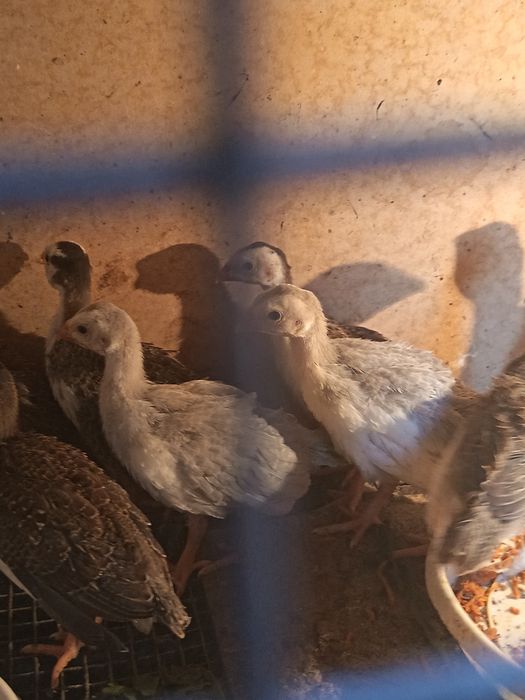 Продам цыплят брама