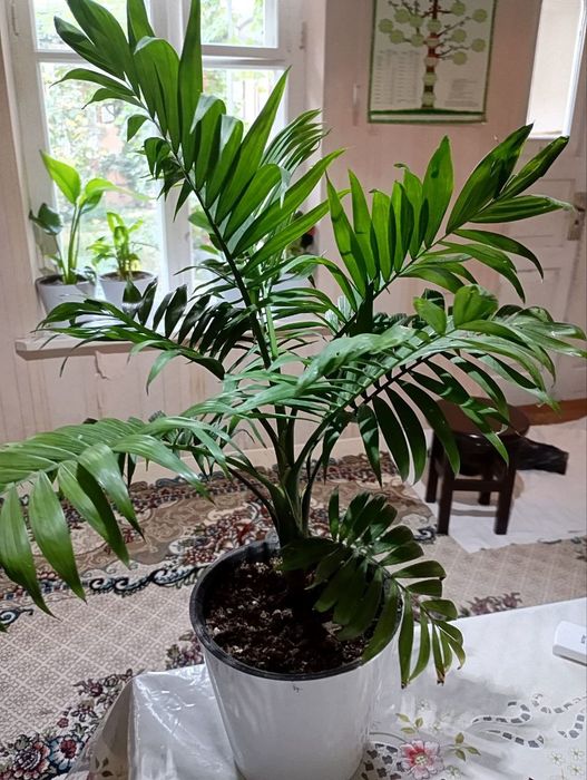 Домашние цветы...