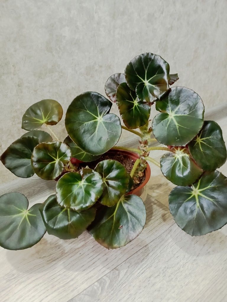 Бегония воротничковая (Begonia manicata)