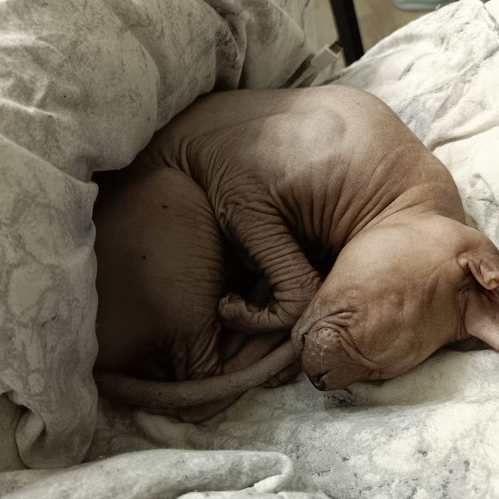 Пропал сфинкс канадский