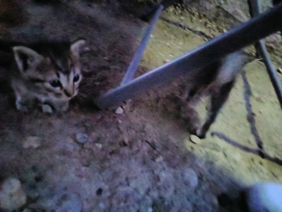 Pui pisica spre adoptie-gratis