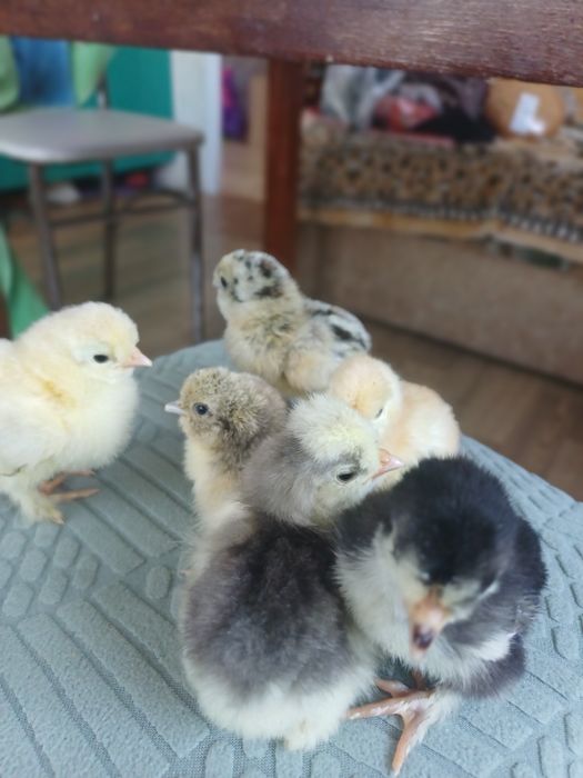 Продам яйцо инкубационное
