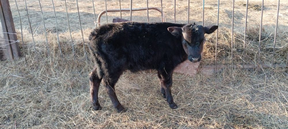 2 айлық еркек бұзаулар сатылады