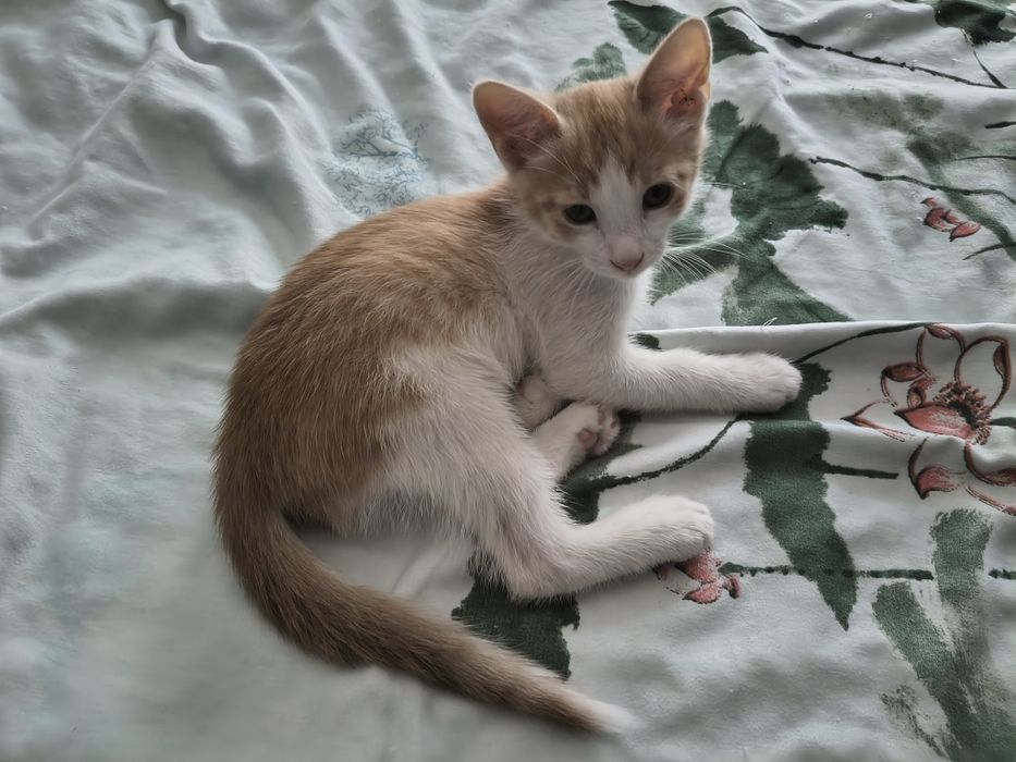 Motanel spre adoptie
