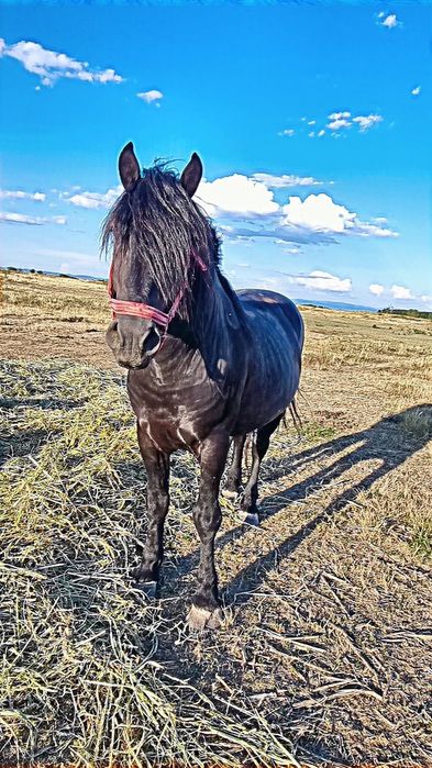 4 Caii de vânzare sau schimb cu viței