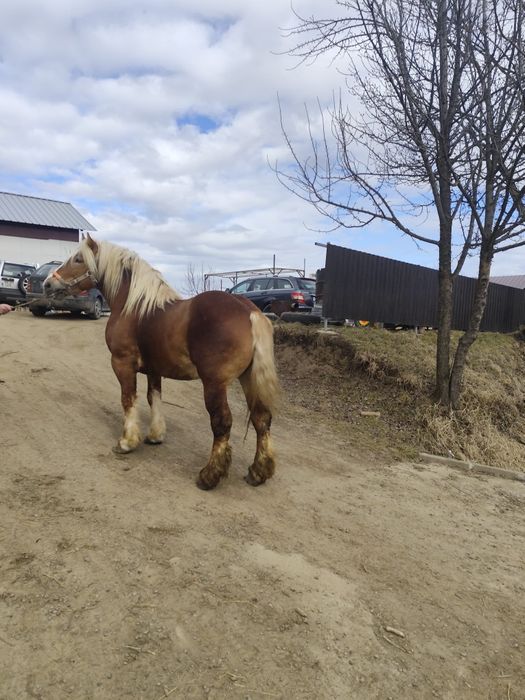 Vand sau schimb harmăsar blond