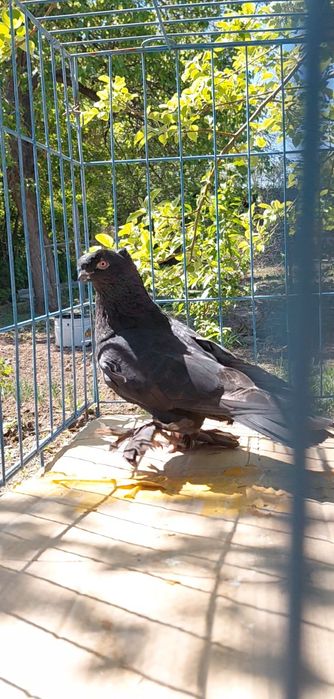 Голуби игровых кровей