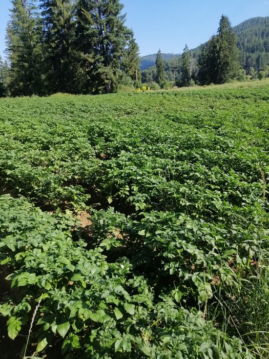 Картофи Семе Сорт Сорая