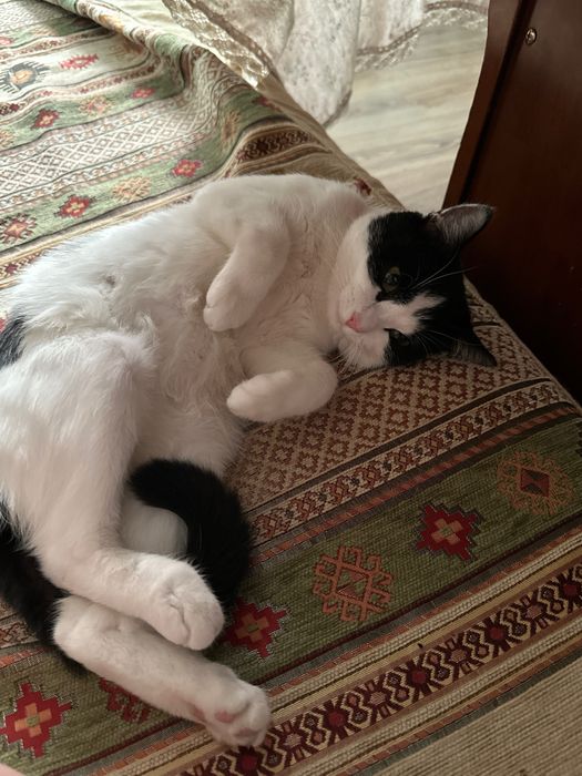 Отдам котика в добрые руки