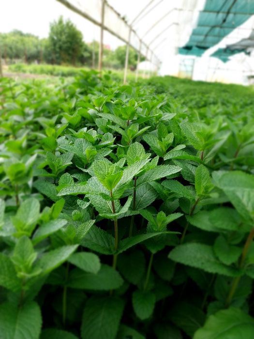 MENTĂ olandeză fresh