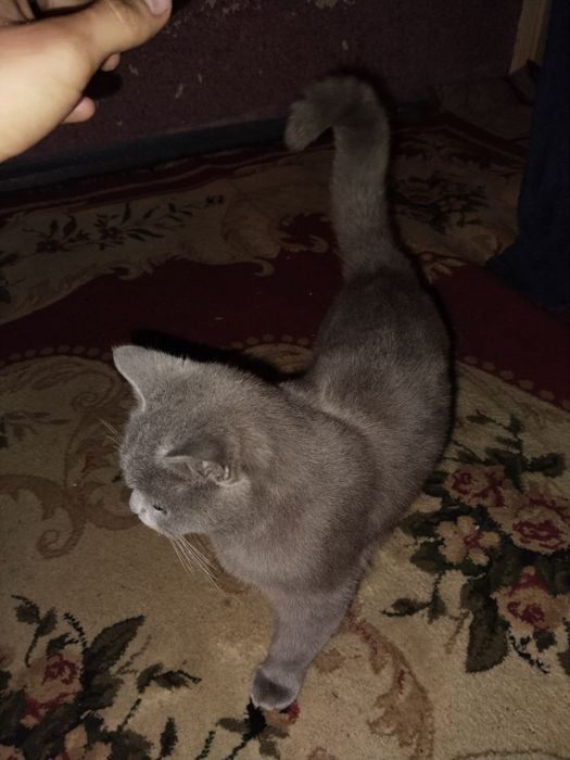 Mushuk 8 oylik qizbala