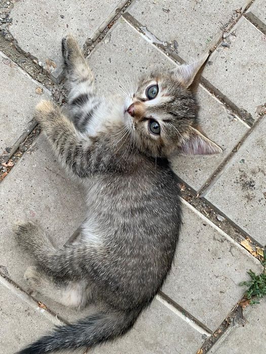 Котята отдам даром