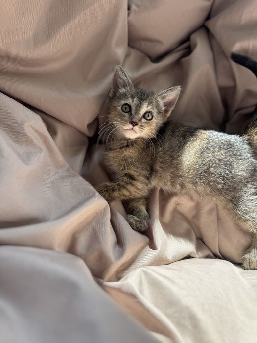 Котенок ищет дом