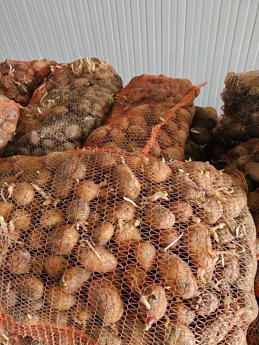 Cartofi animale sa samanta