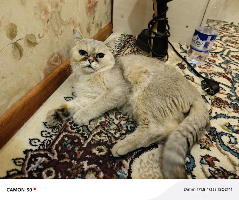 Britanskiy shinshilla