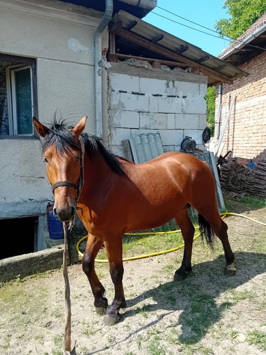 Vând armăsar de 2 ani