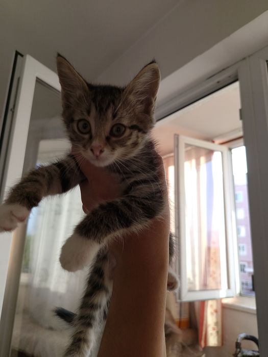 Пристраивается котёнок