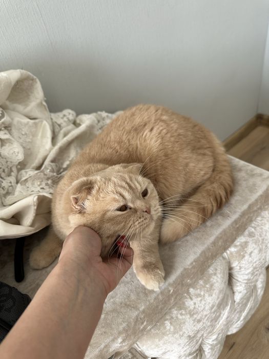 Отдам читокровного британского кота в добрые руки