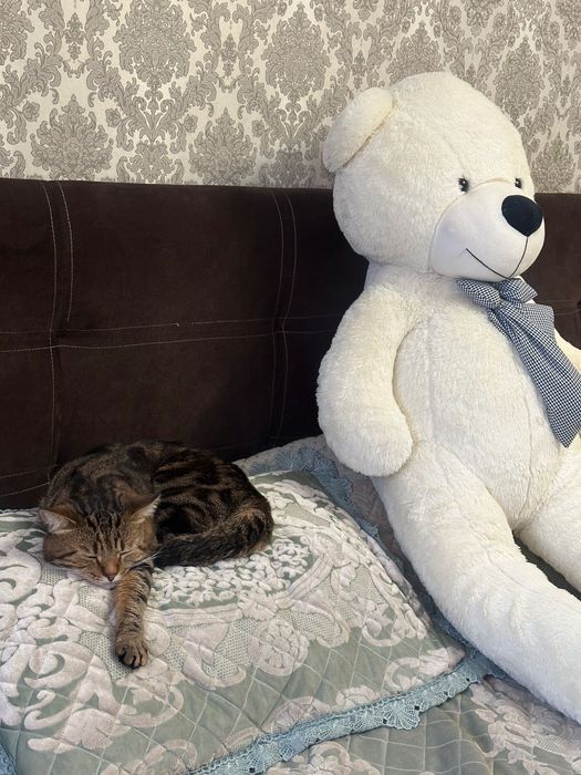 Вязка кота бесплатно