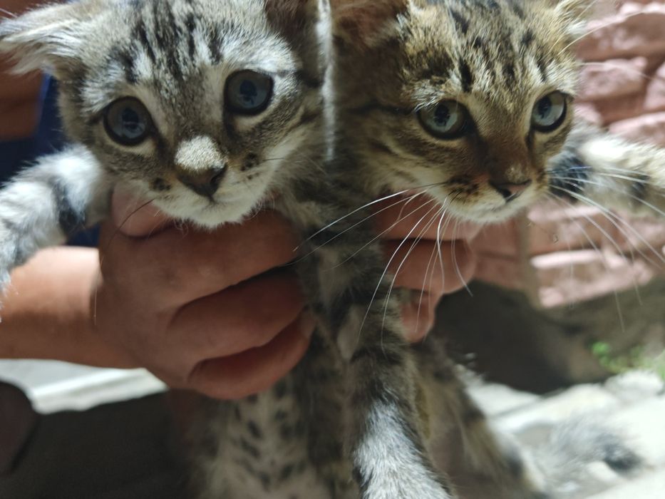 Отдаю котят в добрые руки