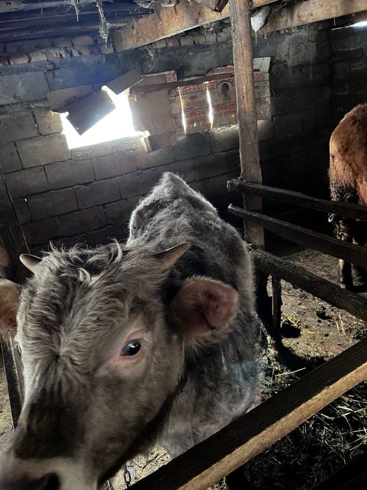 бұзау сатылады түрген ауылында