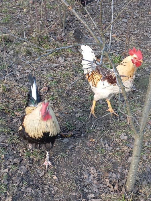 Cocoși pitici și medii de vânzare