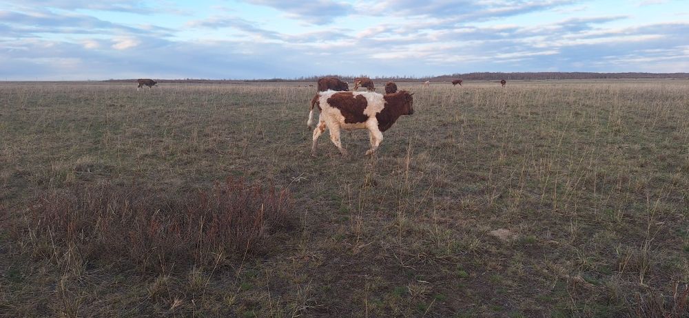 Подсос бұқа сатылады.