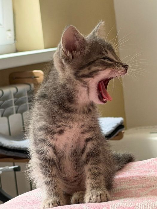 Котёнок Сэм,красавчик!