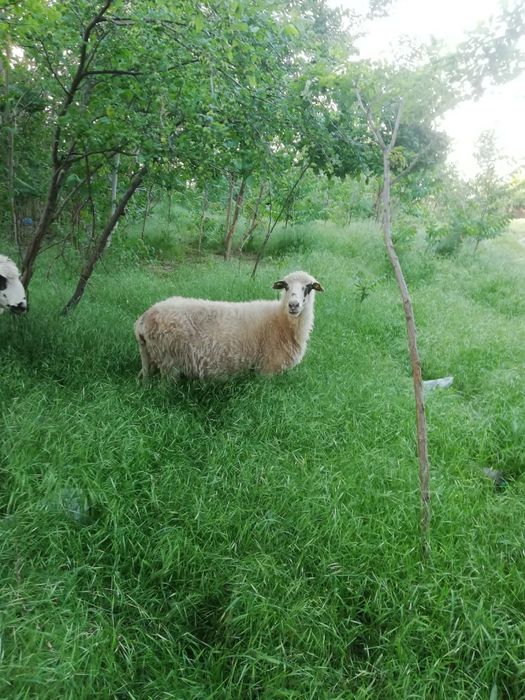 Oaie tânără de vânzare