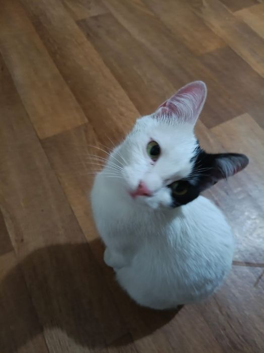Кошка в добрые руки