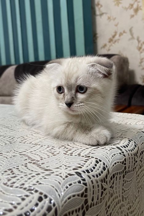 Продаю вислоухих котят