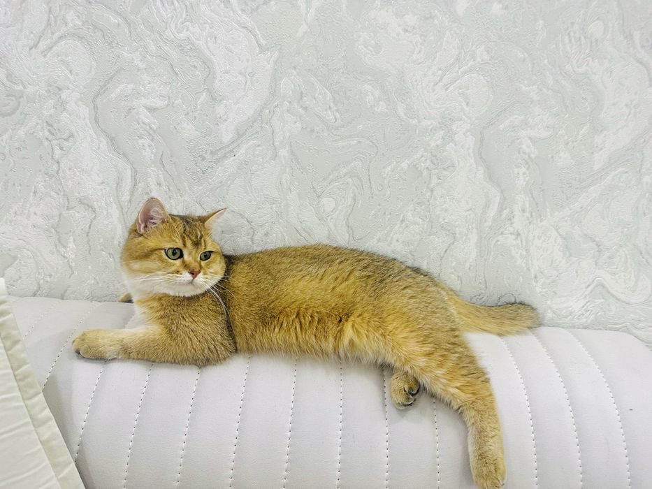Чистокровная британская золотая Шиншилла