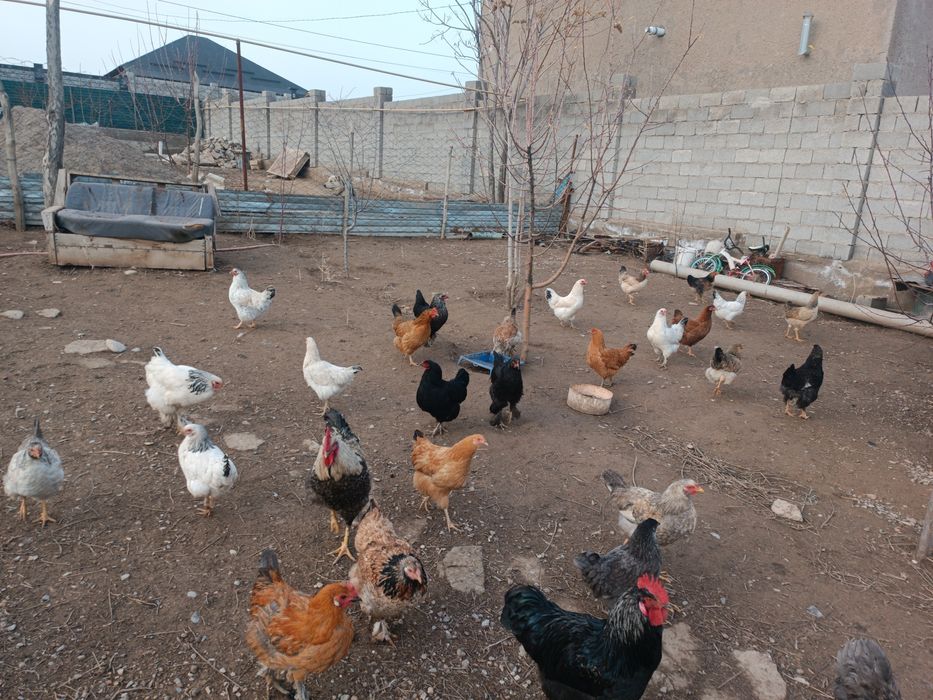 Домашний тауықтар бар