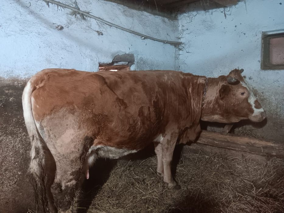 Vând două vaci de abator