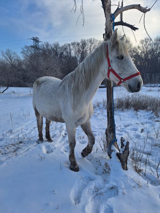 Продам кабылу Российскую